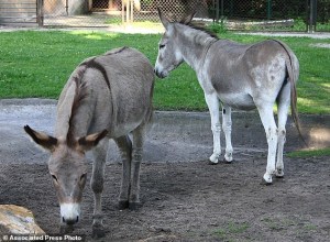 FILE - In this file photo from Aug. 11, 2010, two donkeys, Napoleon, left, and Antosia, stand near each others at a zoo in Poznan, Poland. The two were separated recently because of an outcry over their lovemaking, but have been reunited. The couple, together for 10 years, got into trouble when mothers expressed outrage that children had to witness their mating. (AP Photo/Joanna Piechorowska, File)