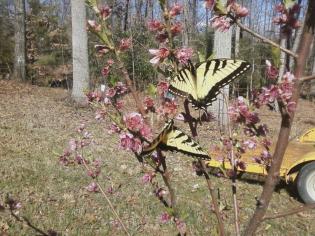 monarch on peach blossoms