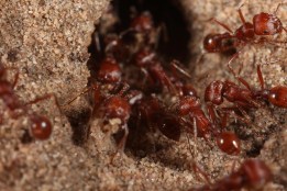fire-ant