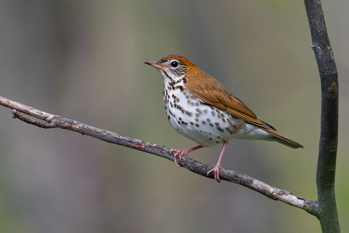 woodthrush