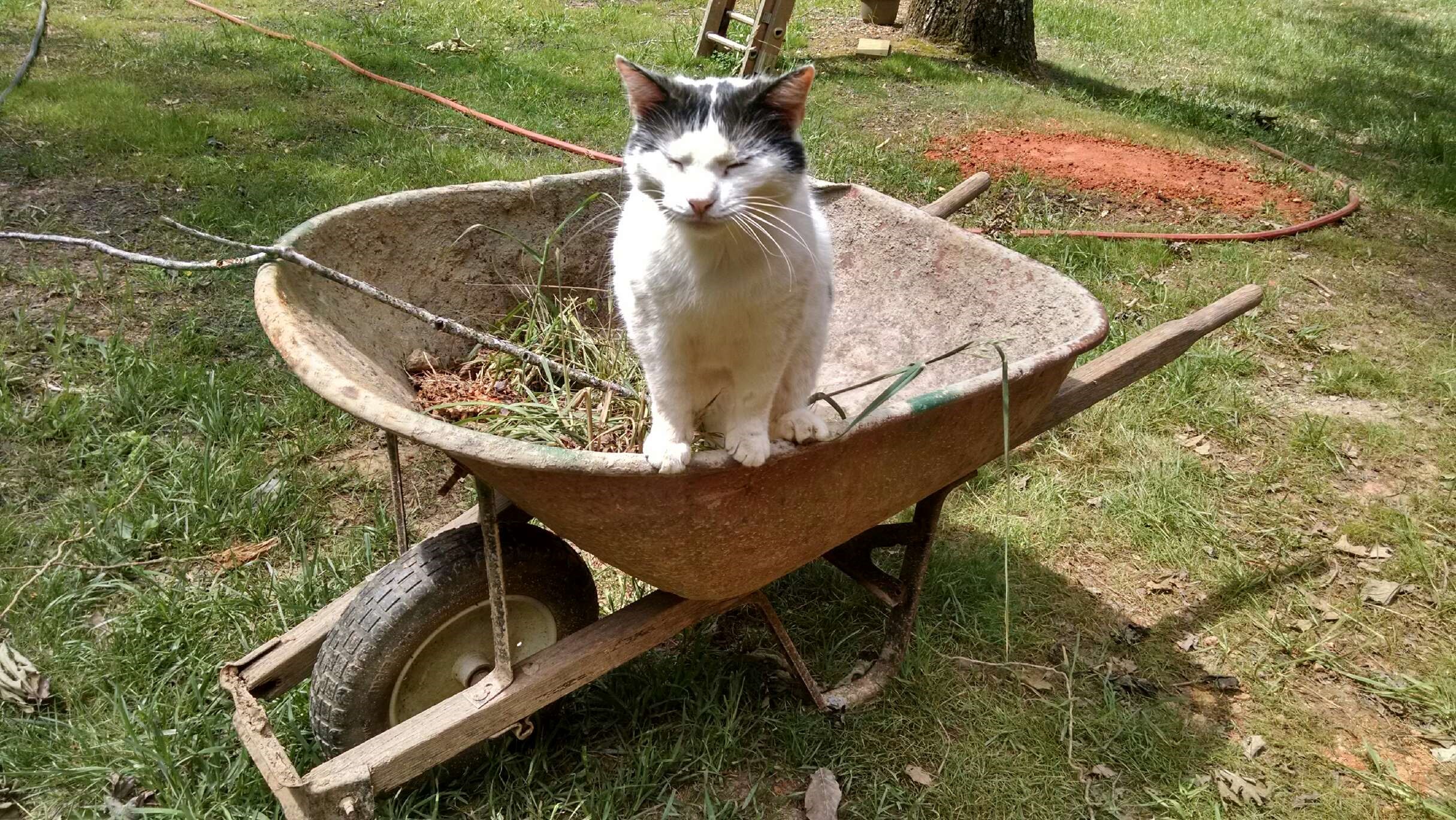 cat in a wheelbarrow